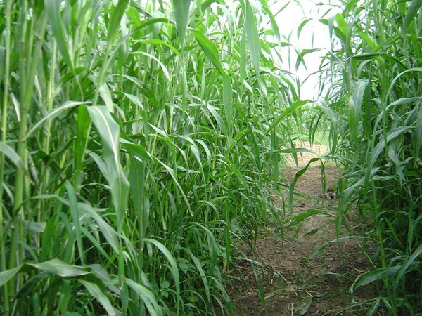 黑麥草與蘇丹草哪個(gè)產(chǎn)量高(有什么區(qū)別)