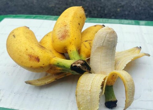 香蕉皮可以用來養(yǎng)月季嗎？