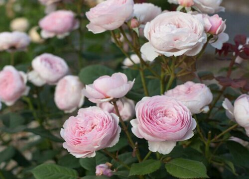 月季開花時怎么養(yǎng)護