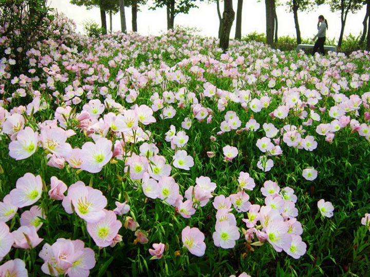 美麗月見(jiàn)草什么時(shí)候播種，冬天枯萎嗎