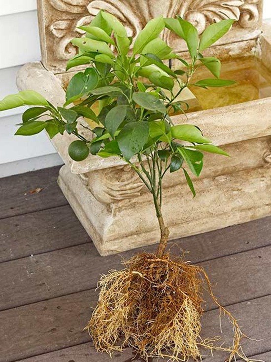 如何在室內(nèi)種植水果