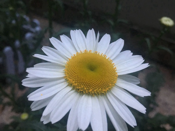 大濱菊有什么特殊的含義？