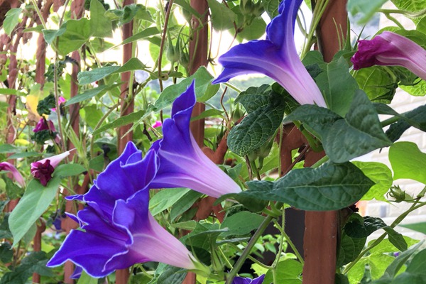 牽?；ㄊ裁磿r候開花(花期有多久)