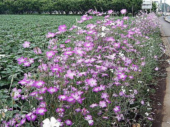 麥仙翁種子的種植方法，什么時候發(fā)芽