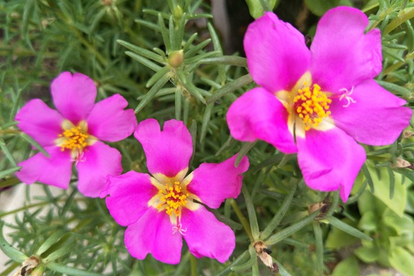 最新的太陽(yáng)花種子批發(fā)價(jià)格