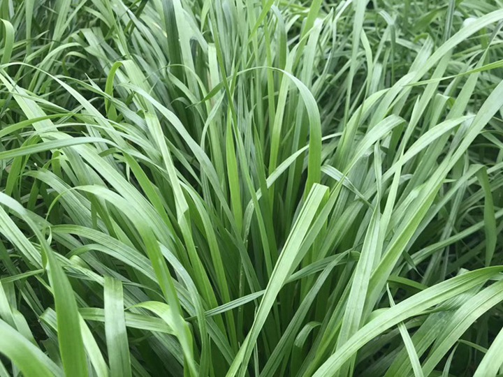 一畝黑麥草能養(yǎng)幾只羊？