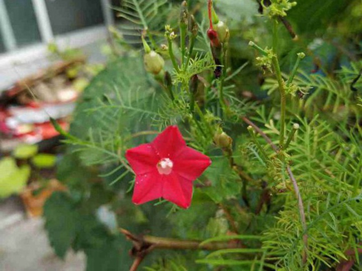 鶯蘿的花語(yǔ)和象征寓意