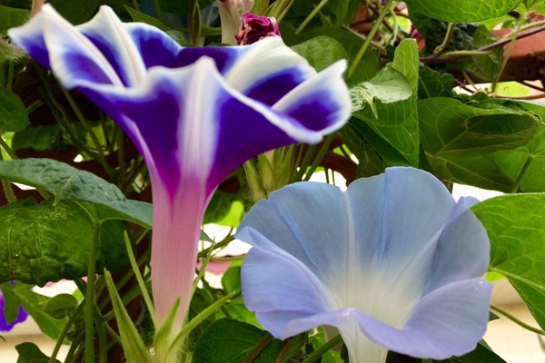 牽?；ㄊ裁磿r候開花(花期有多久)