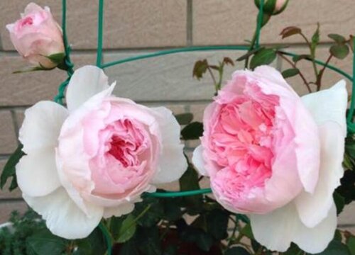 月季花盆里長蟲子怎么辦？