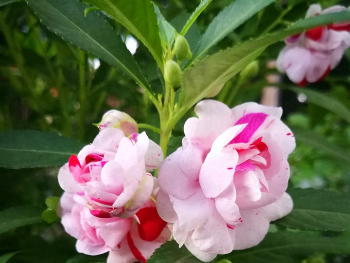 中國(guó)鳳仙的花語(yǔ)和象征寓意