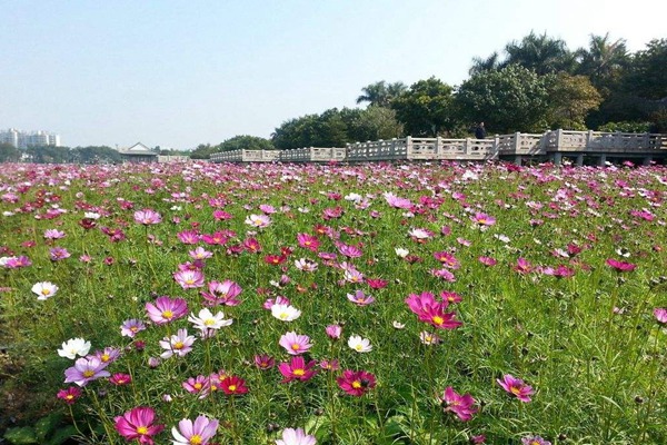 秋英花與格?；ǖ膮^(qū)別有哪些？