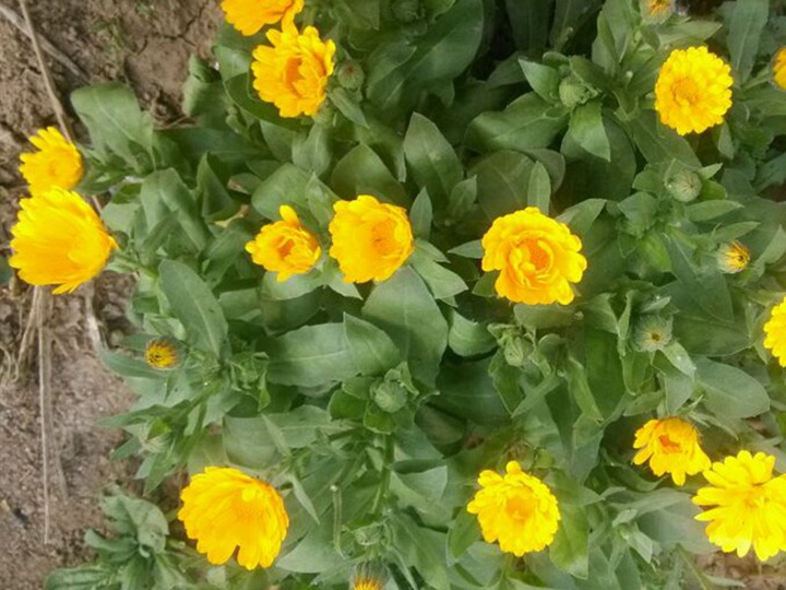 金盞菊種子播種后多久發(fā)芽，什么時(shí)候開(kāi)花