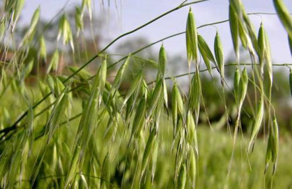 燕麥種子多少錢(qián)一斤