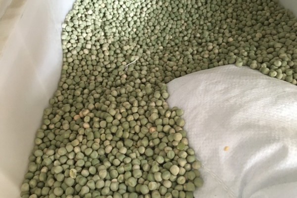 豌豆種子什么時(shí)候種最好