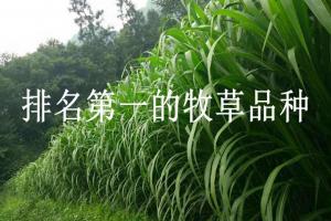 排名第一的牧草品種是什么？