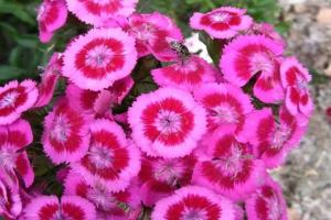 常夏石竹的花語是什么？