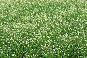 蕎麥種子多少錢一斤？