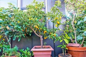 花園里種植水果需要注意些什么？