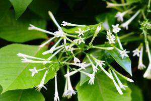 夜來香的花語(yǔ)和傳說