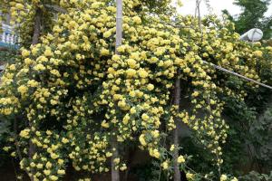 木香花冬天會(huì)落葉嗎？