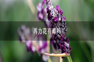 再力花有毒嗎，可不可以食用