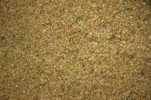 [甜葉菊]甜葉菊花期_種子種植方法