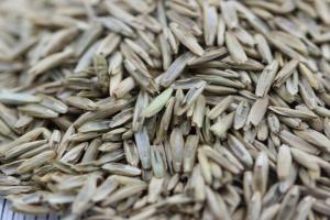 黑麥草種子多少錢(qián)一斤?