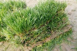 護(hù)坡高羊茅和草坪高羊茅有什么區(qū)別？