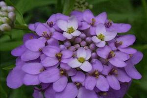 蜂室花的花語(yǔ)和象征寓意