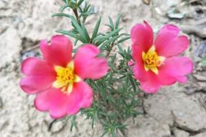 最新的太陽(yáng)花種子批發(fā)價(jià)格