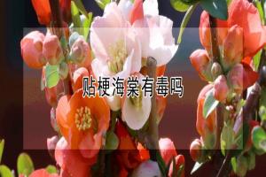 貼梗海棠的刺有沒有毒？