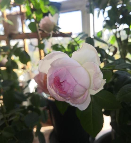 波萊羅月季室內(nèi)陽臺種植效果圖賞