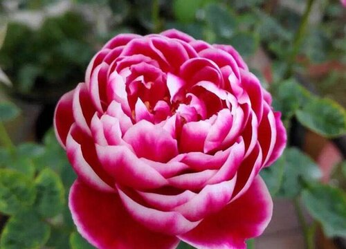 香蕉皮可以用來扦插月季花嗎？