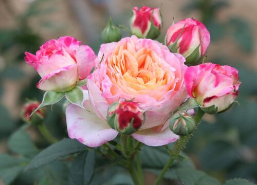 月季秋季如何養(yǎng)護(hù)開花大且多