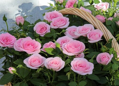 月季先長(zhǎng)花苞后長(zhǎng)芽是什么原因