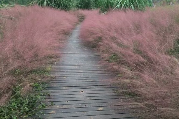 粉黛亂子草北方可以種嗎？