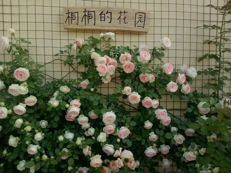 冬季藤本月季這樣拉枝造型，春季輕松爆花