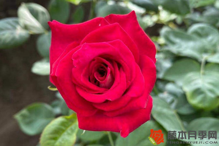 月季12月養(yǎng)護(hù)計劃之夏季篇(6-8月)