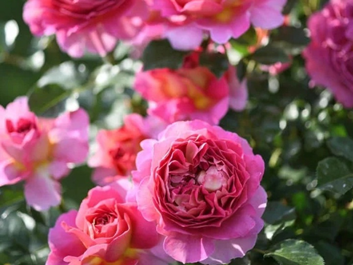 冬季種植月季花小苗需要注意些什么？
