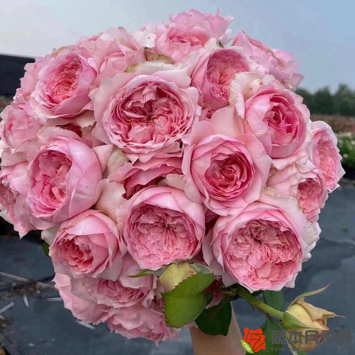 冬季種植月季花小苗需要注意些什么？