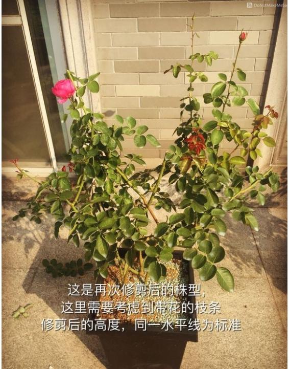 月季盲枝是什么原因造成的？