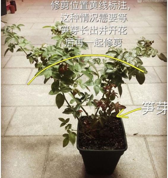 月季盲枝是什么原因造成的？