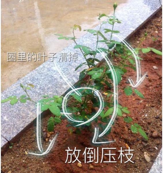 月季盲枝是什么原因造成的？