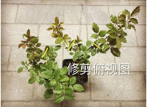 月季盲枝是什么原因造成的？