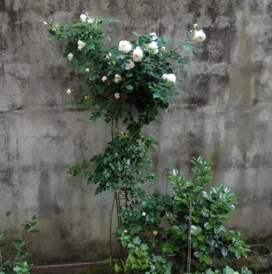 克里斯蒂娜公爵夫人月季怎么樣？