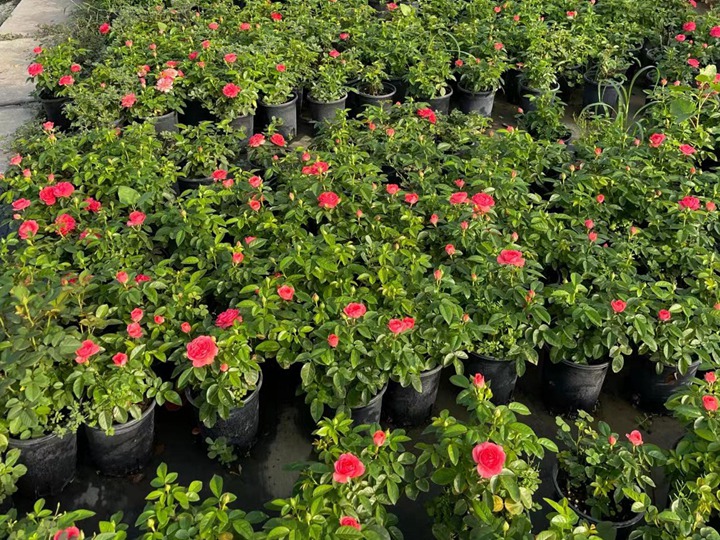 月季花牙簽苗怎么養(yǎng)？