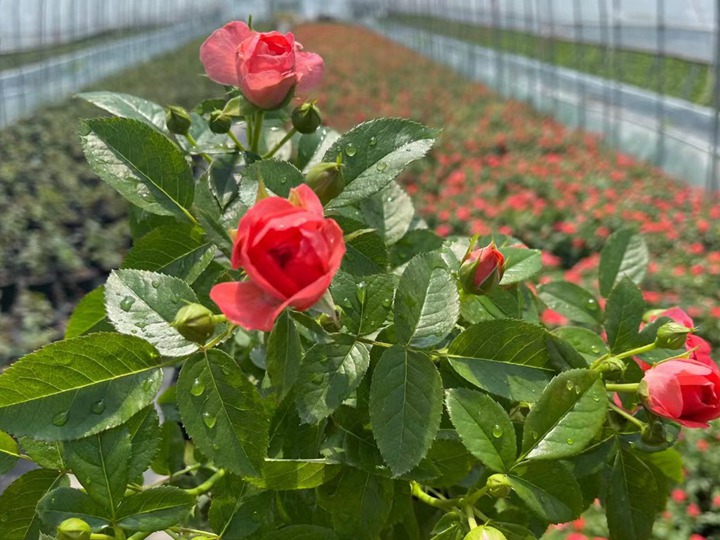 月季花牙簽苗怎么養(yǎng)？