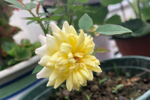 如何種植月季花，月季花的種植技巧