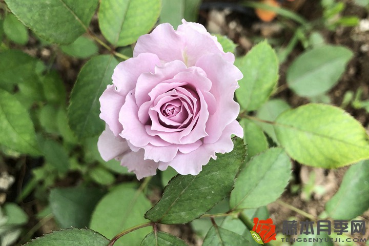 月季花嫁接如何選擇接穗？