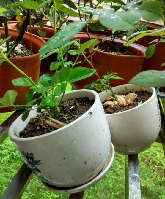 月季小苗多久才能側(cè)盆？